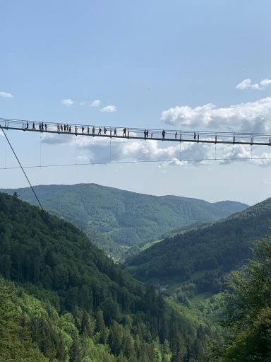 Black Forest - Line
